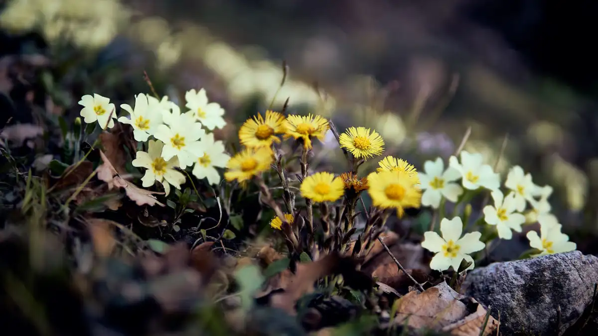 flower dani